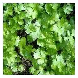 Manufacturers Exporters and Wholesale Suppliers of Coriander Hybrid Seeds Hyderabad Andhra Pradesh
